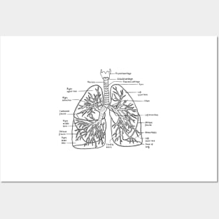 Lungs Posters and Art